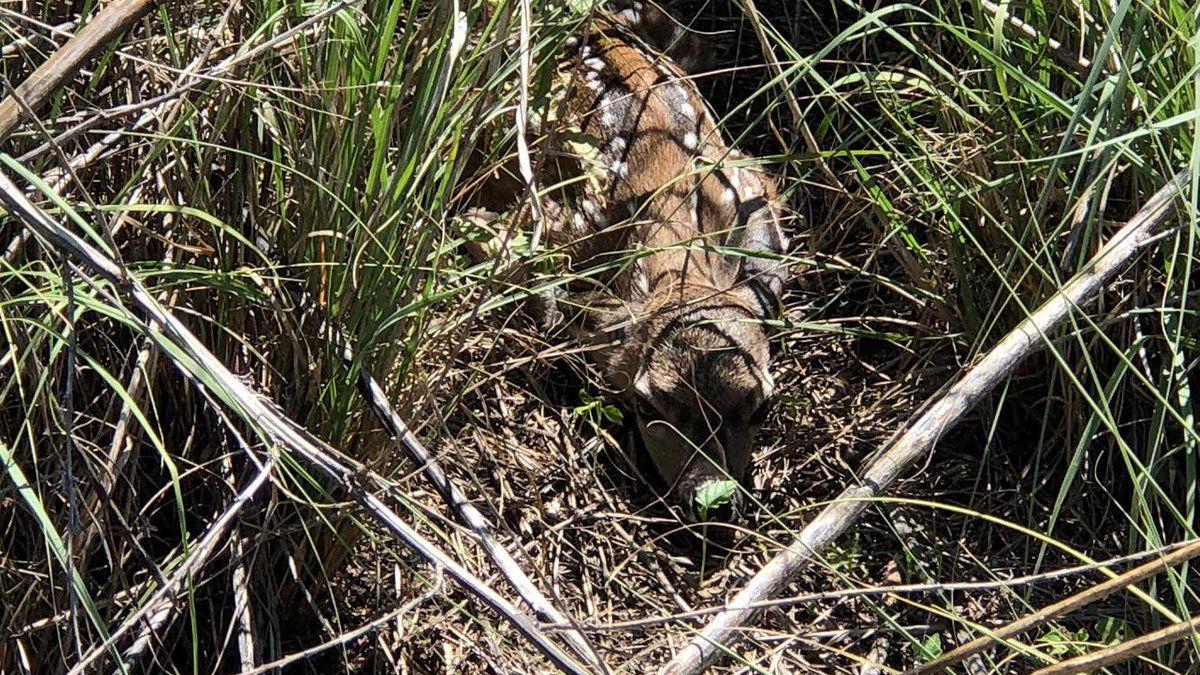 Arizona Game and Fish: Leave wildlife babies alone
